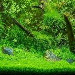 Moss Wall-Your Ultimate Aquascaping Solution