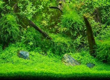 Moss Wall- Your Ultimate Aquascaping Solution