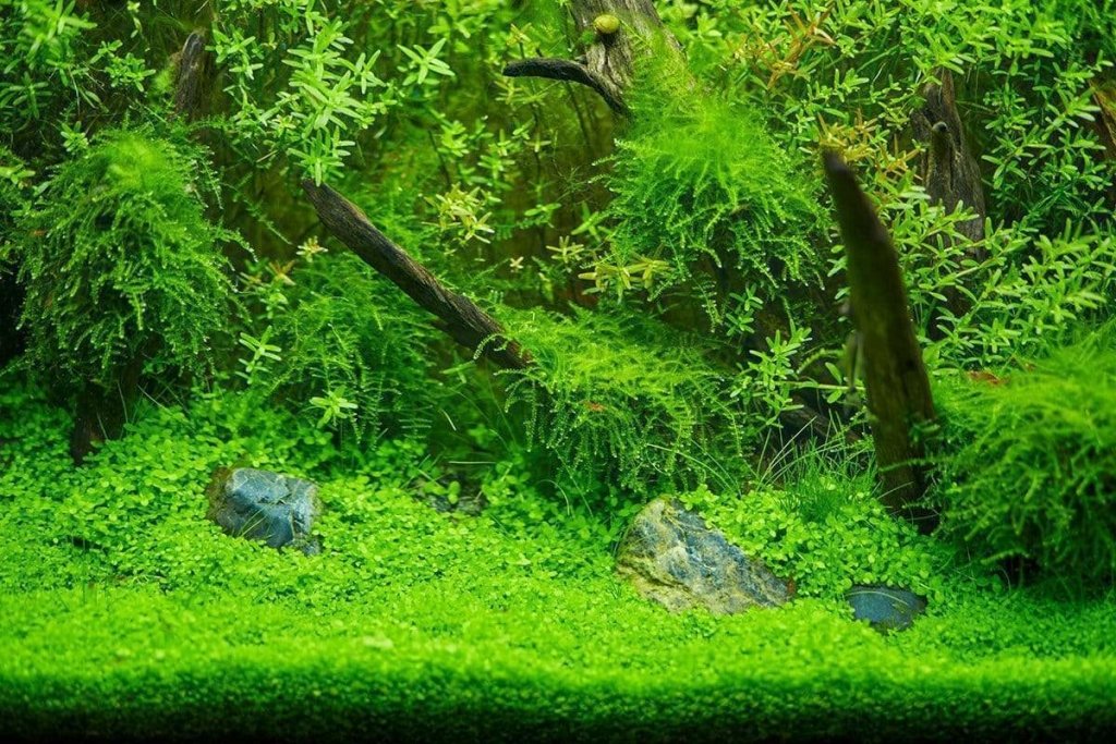 Moss Wall-Your Ultimate Aquascaping Solution